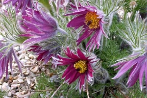 Anemone 'Pulsatilla' 